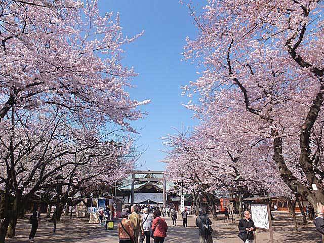 靖国神社 桜の花見屋台はいつまで営業 靖国神社 桜ブログ